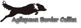 Agilepaws Border Collies